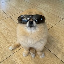 Kori The Pom KORI 标志
