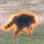 Jimothy The Raccoon JIMOTHY 标志